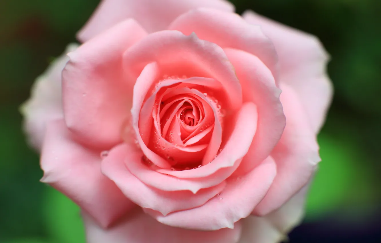 Фото обои капли, макро, розовая, роза, лепестки