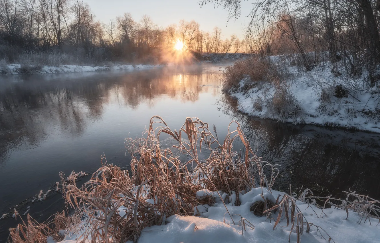 Фото обои зима, трава, солнце, лучи, снег, деревья, пейзаж, природа