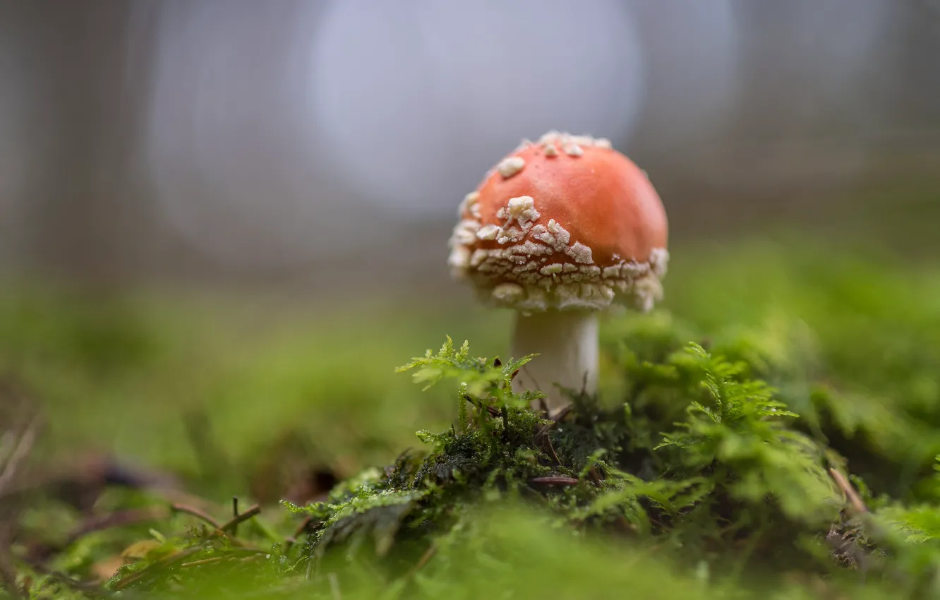 Фото обои зелень, гриб, мох, мухомор, боке