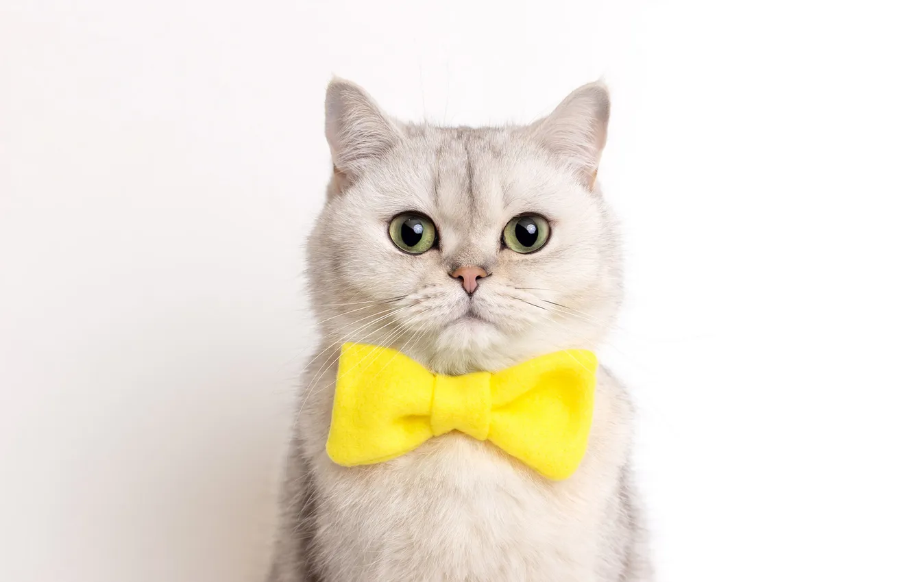 Фото обои кошка, белый, кот, взгляд, желтый, поза, портрет, белый фон