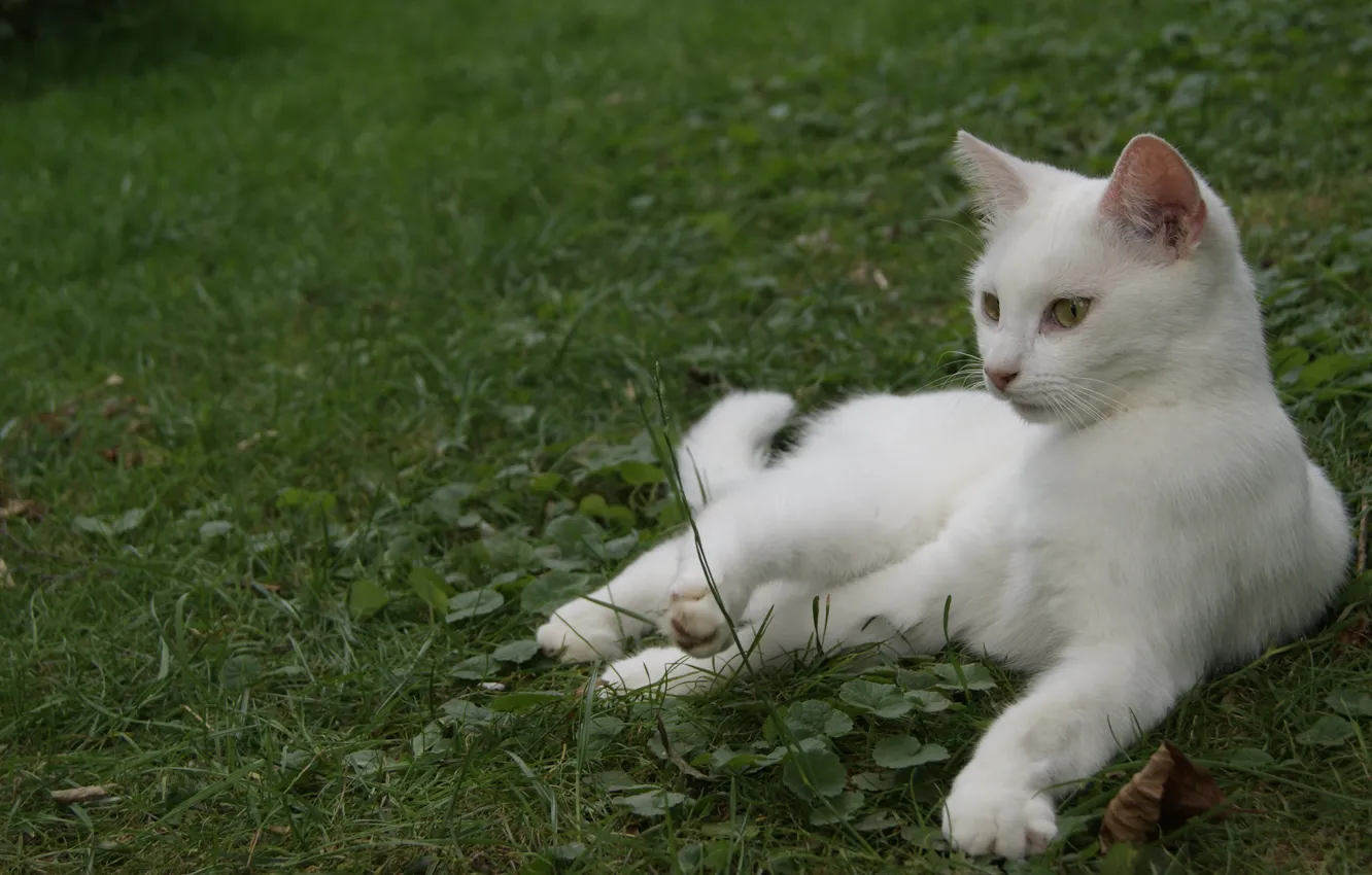 Фото обои кошка, белый, трава, лежит, окрас