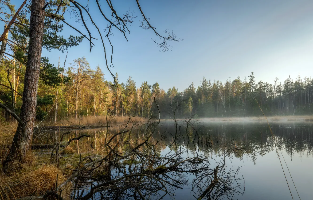 Фото обои лес, озеро, утро