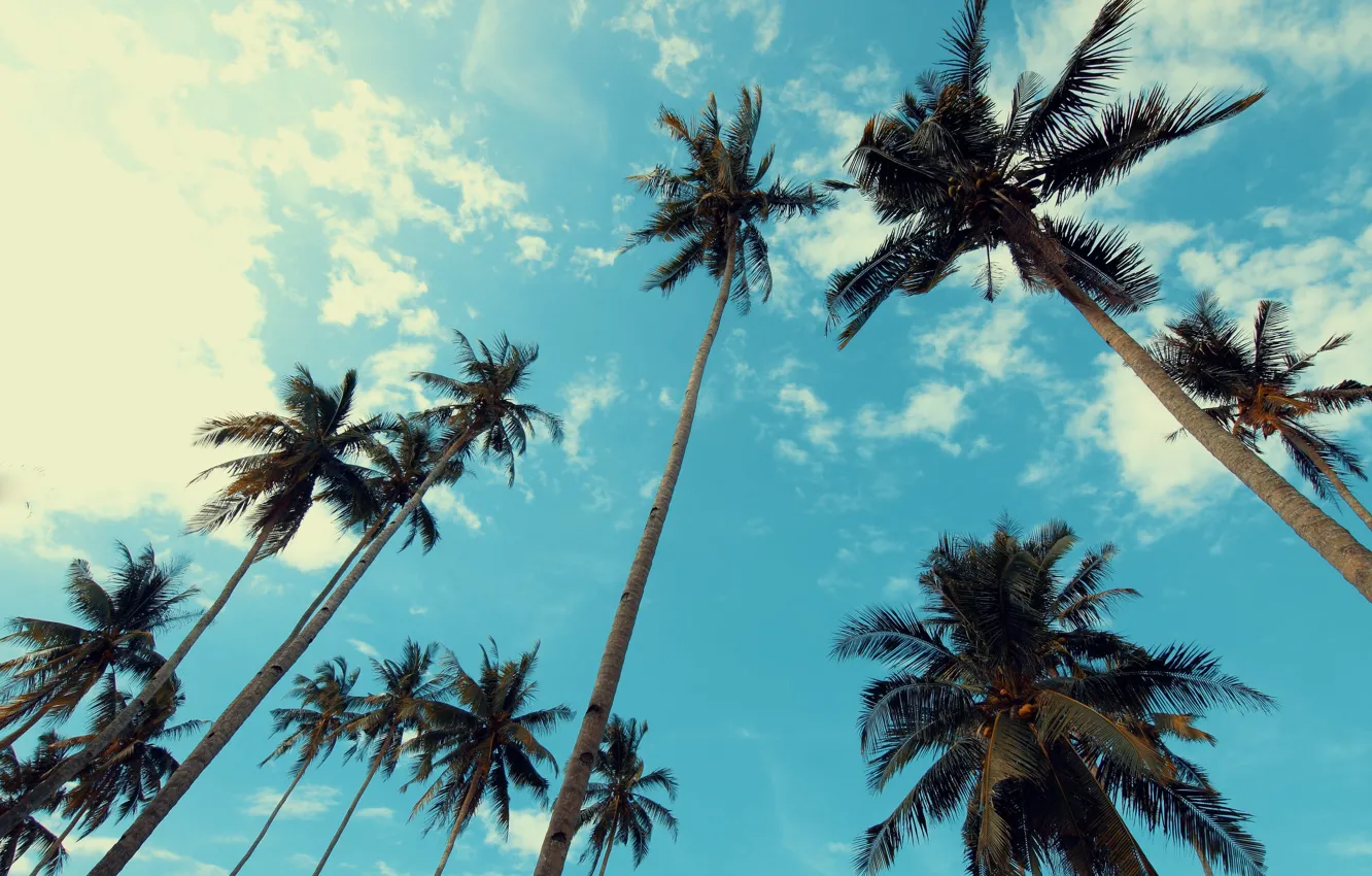 Фото обои небо, облака, деревья, пальмы, верхушки