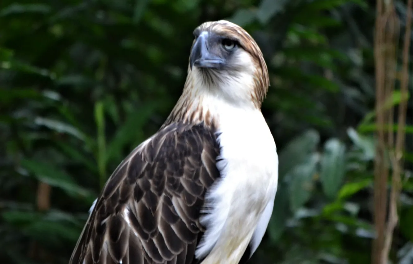 Фото обои bird, monkey-eating eagle, Philippine eagle