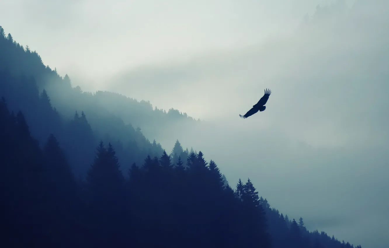 Фото обои Природа, Туман, Птица, Деревья, Лес, Животное
