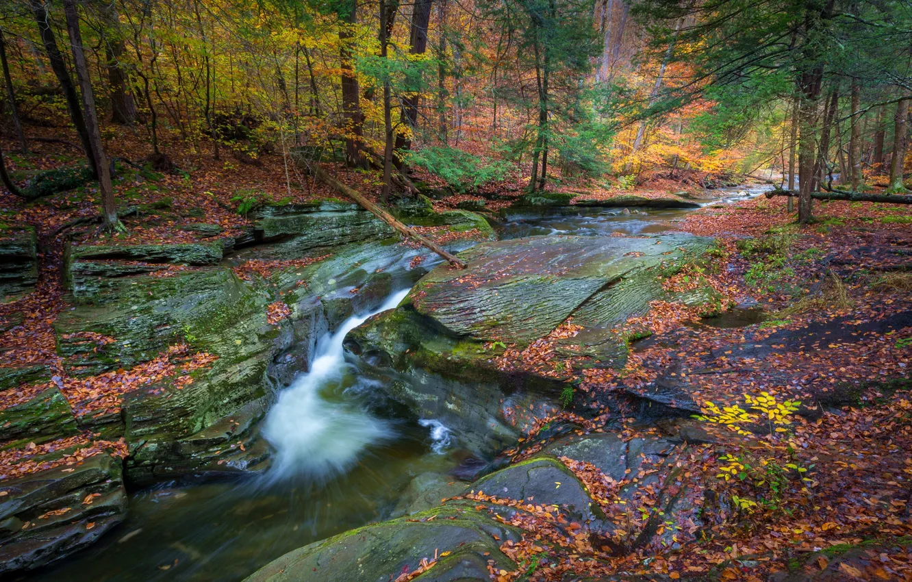 Фото обои осень, лес, река, водопад, Пенсильвания, Pennsylvania, Ricketts Glen State Park, Sullivan Falls