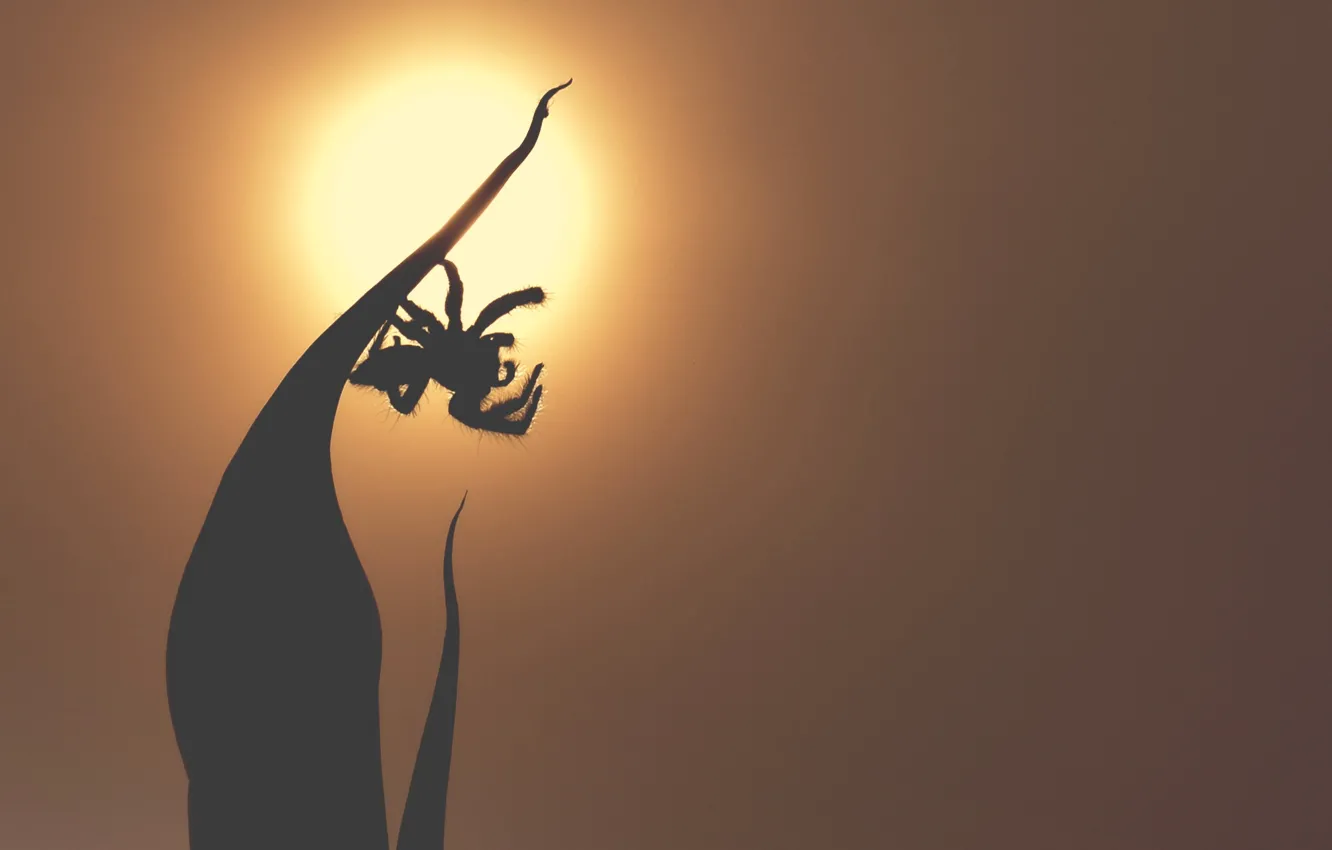 Фото обои sunset, mood, Spider