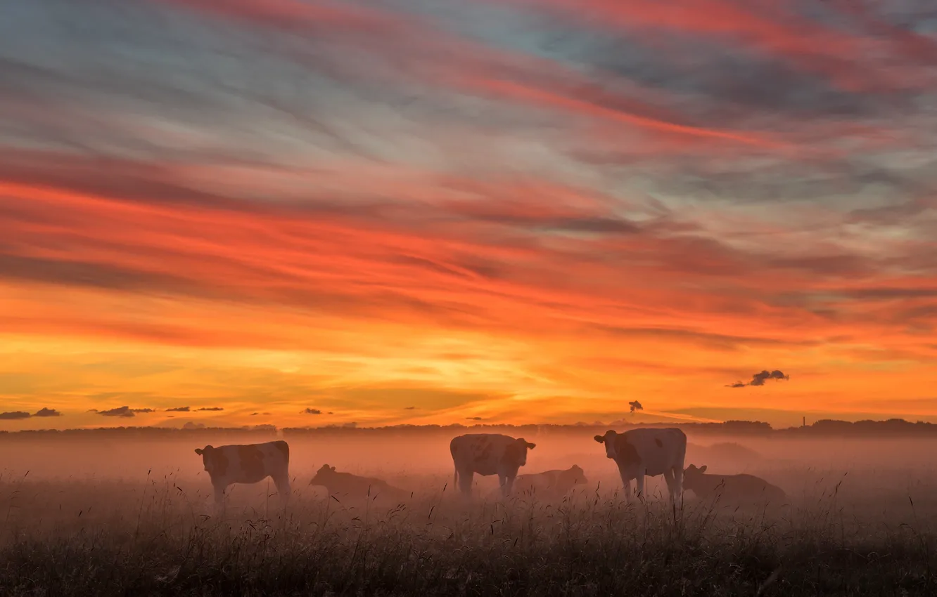 Фото обои поле, небо, облака, пейзаж, природа, туман, животное, рассвет