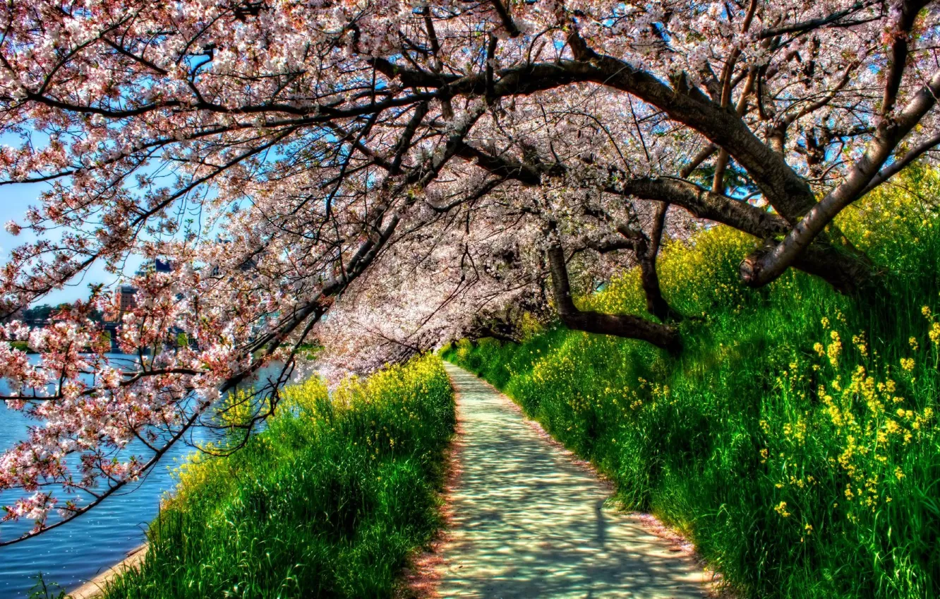 Фото обои трава, деревья, река, весна, hdr, дорожка, зеленая, цветущая сакура