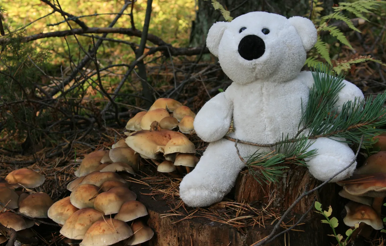 Фото обои лес, белый, настроение, игрушка, грибы, мишка, пенек