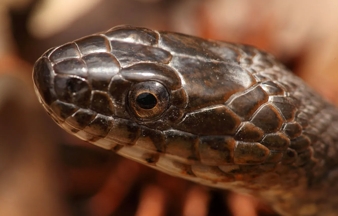 Фото обои макро, змея, Northern Water Snake