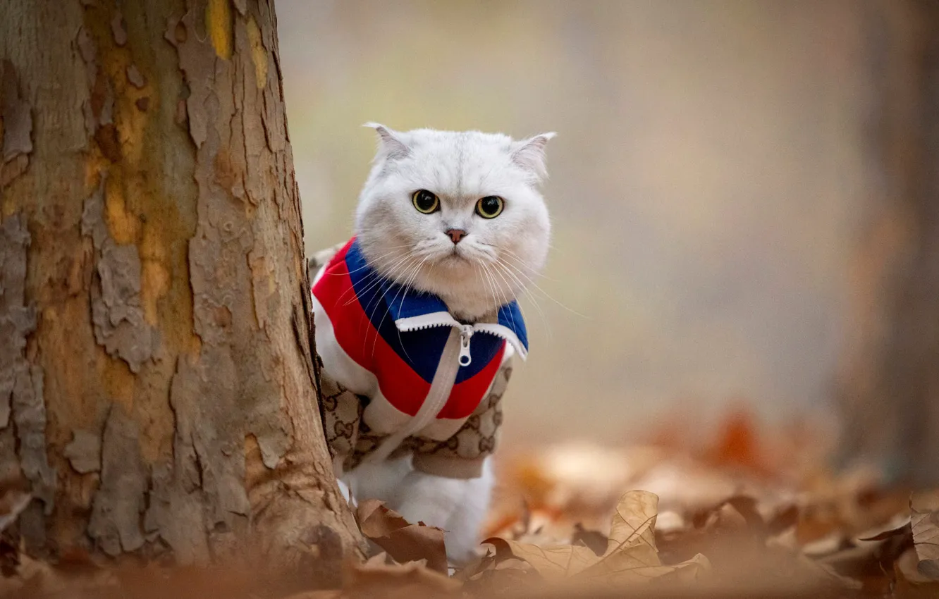 Фото обои осень, кошка, белый, кот, взгляд, деревья, поза, парк