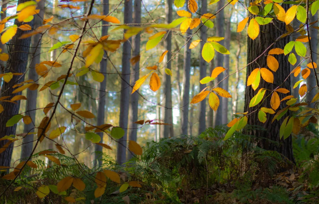 Фото обои осень, лес, листья, деревья, туман