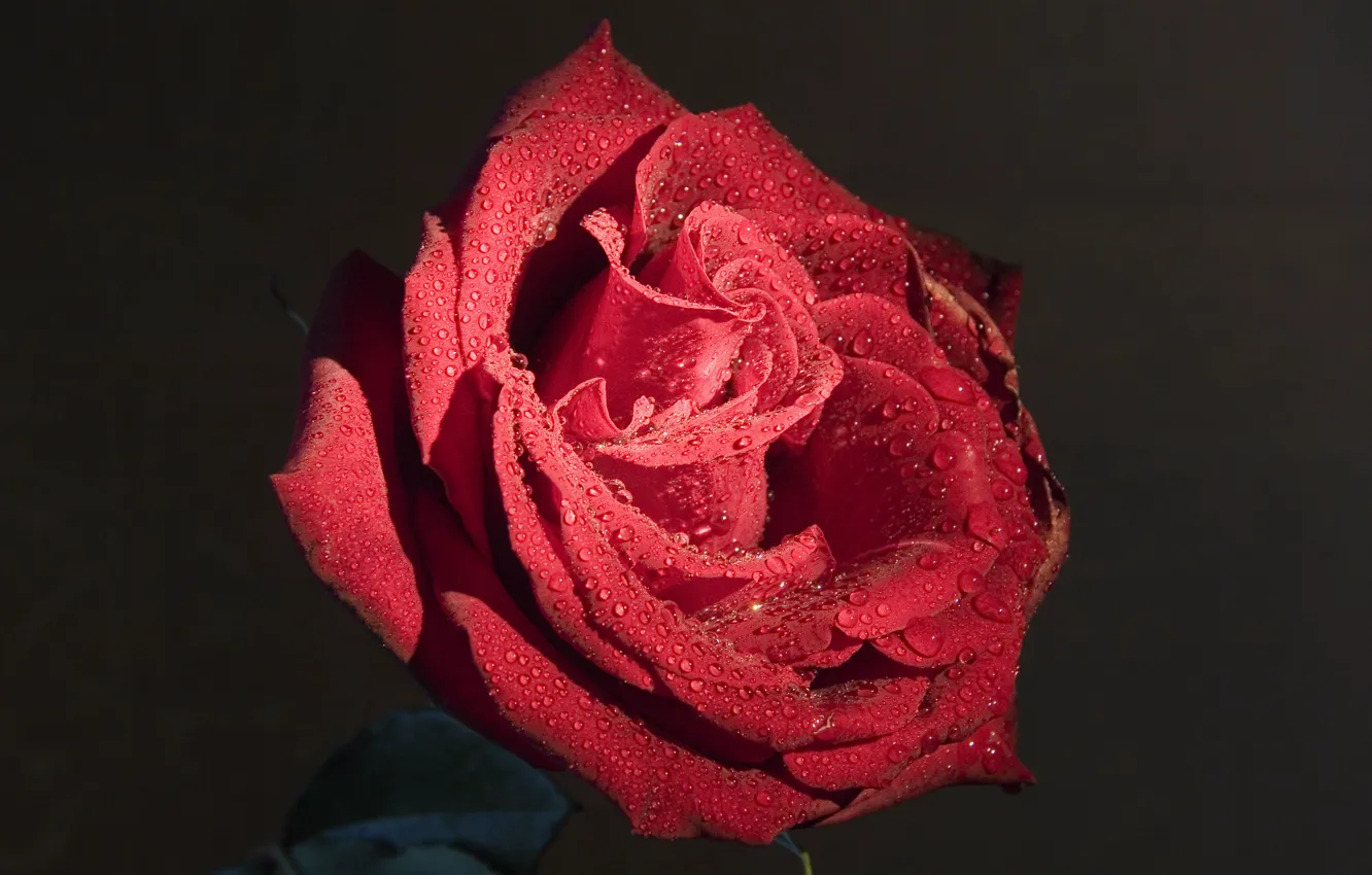 Фото обои цветы, роза, красные, красивые