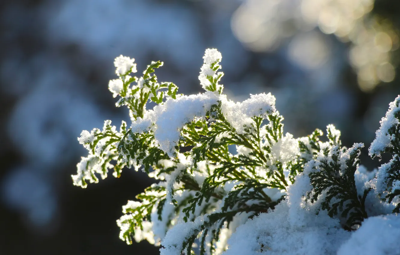Фото обои winter, snow, cold, twig