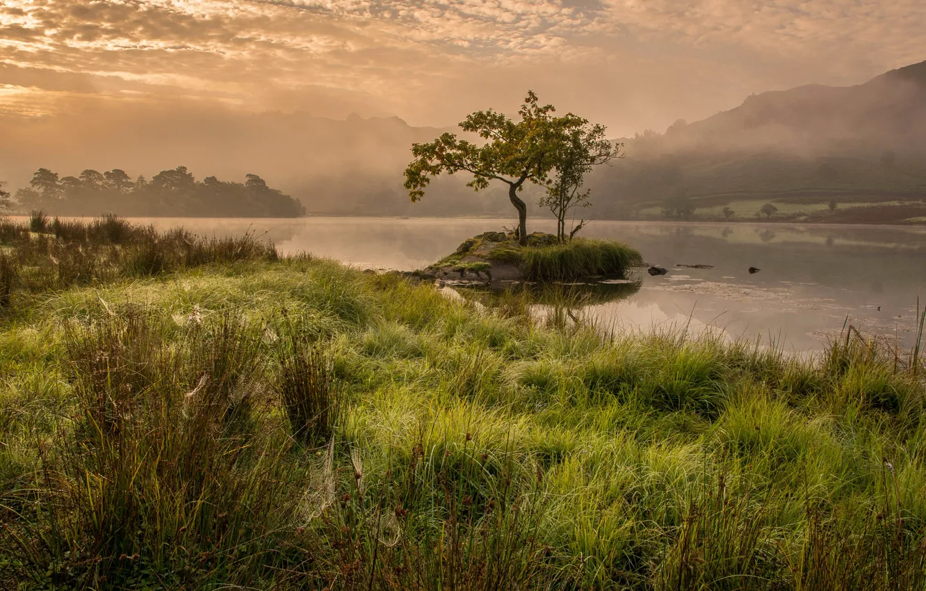Фото обои трава, деревья, горы, туман, озеро, Англия, утро