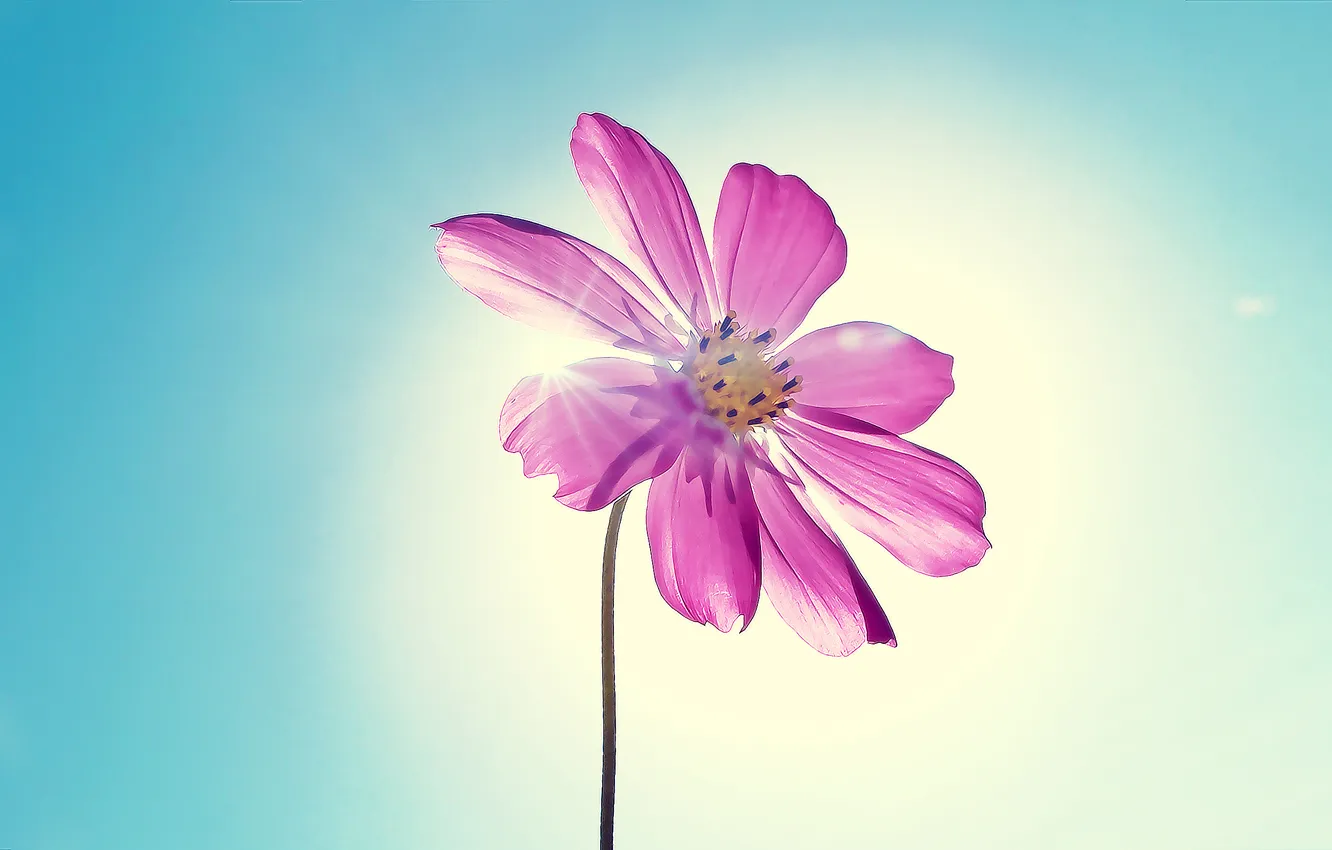Фото обои цветок, небо, солнце, свет, лепестки, flower, sky, 2560x1600
