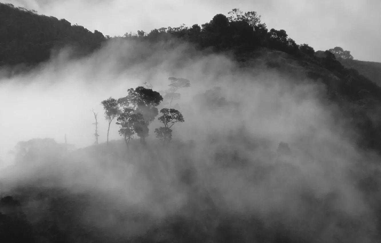 Фото обои деревья, природа, туман