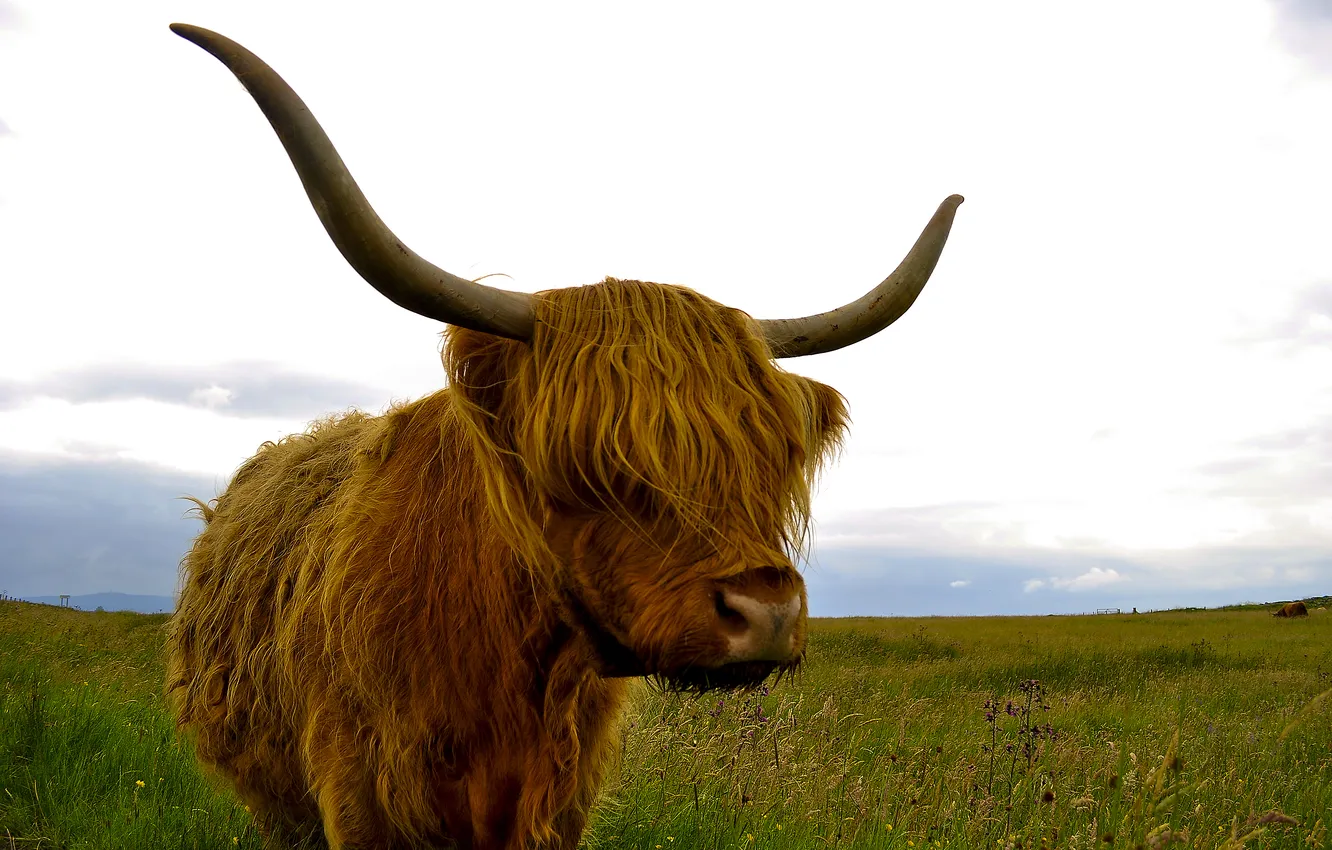 Фото обои природа, фон, Highland cattle
