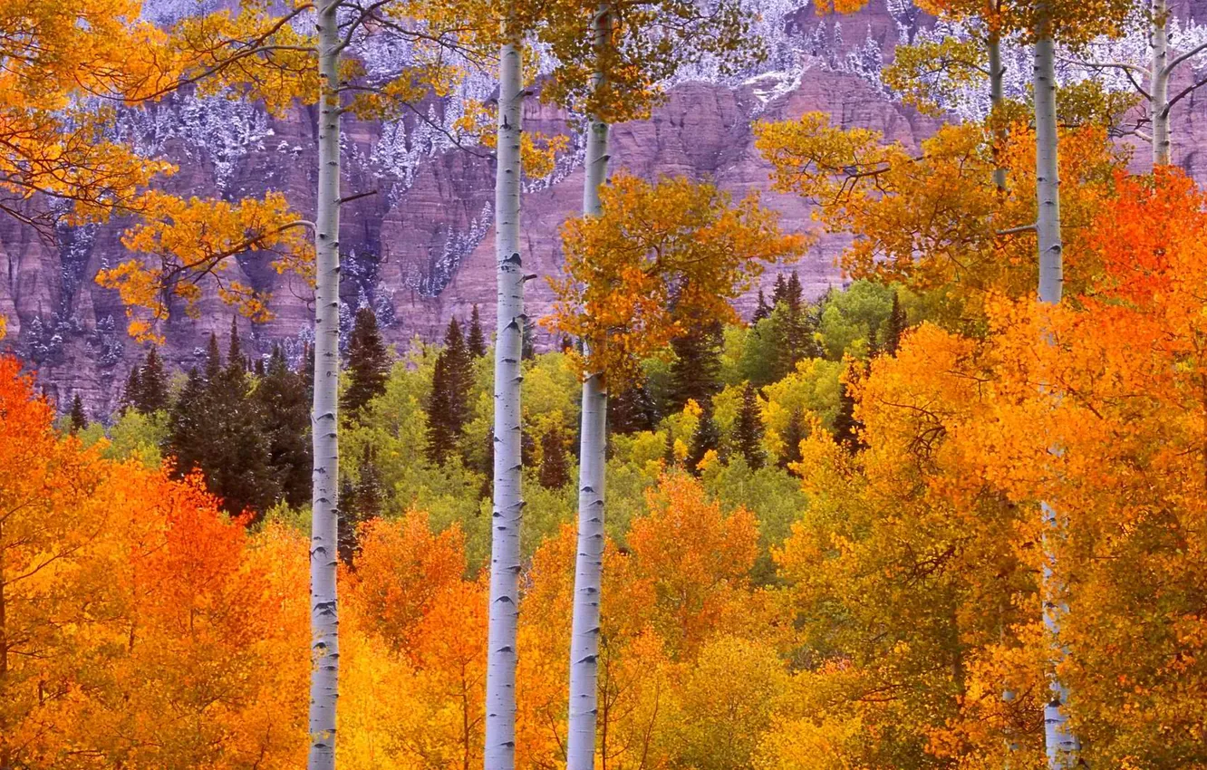Фото обои осень, лес, листья, деревья, пейзаж, горы, багрянец