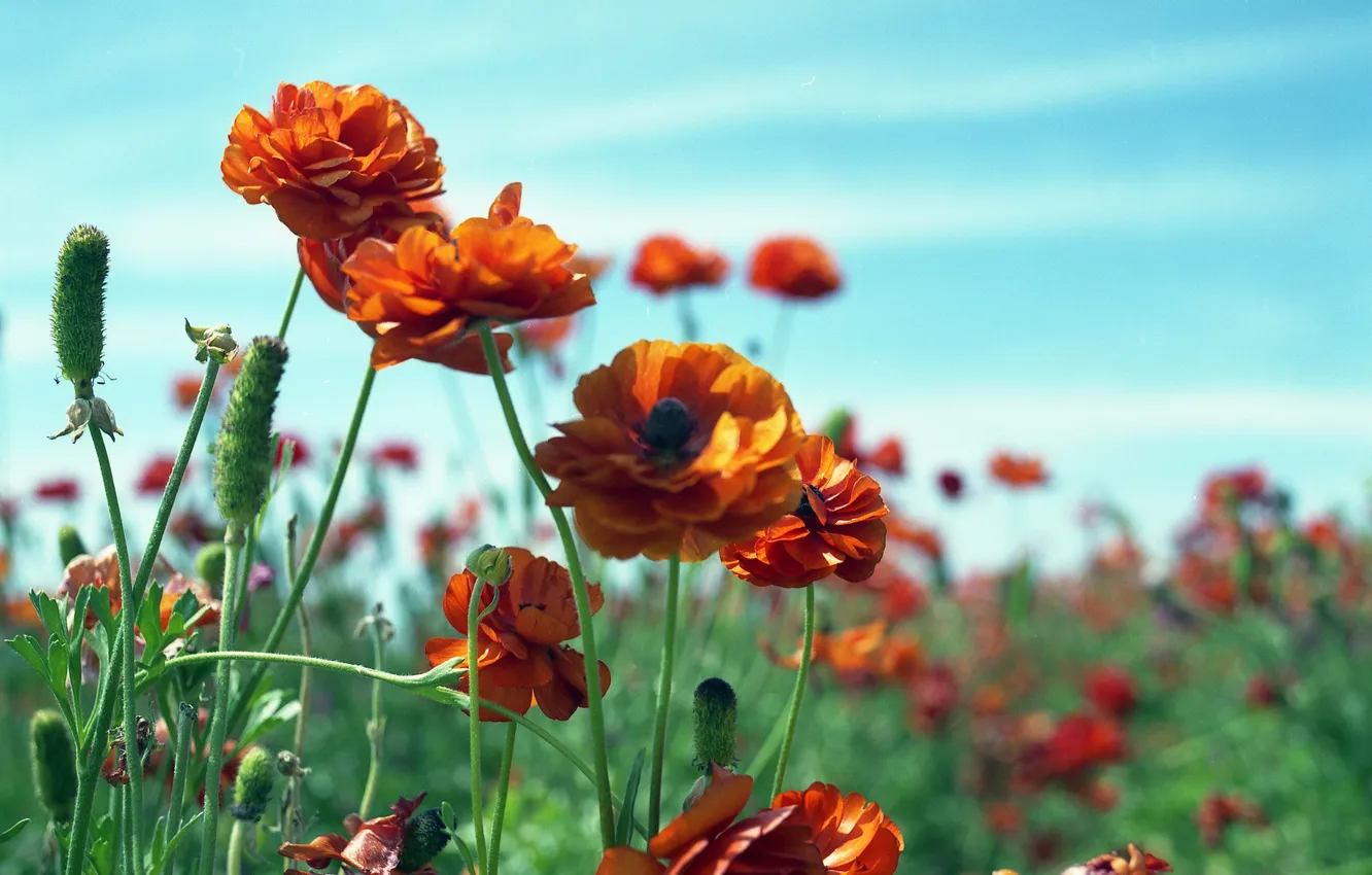 Фото обои поле, цветы, семена, оранжевые, рананкулюсы