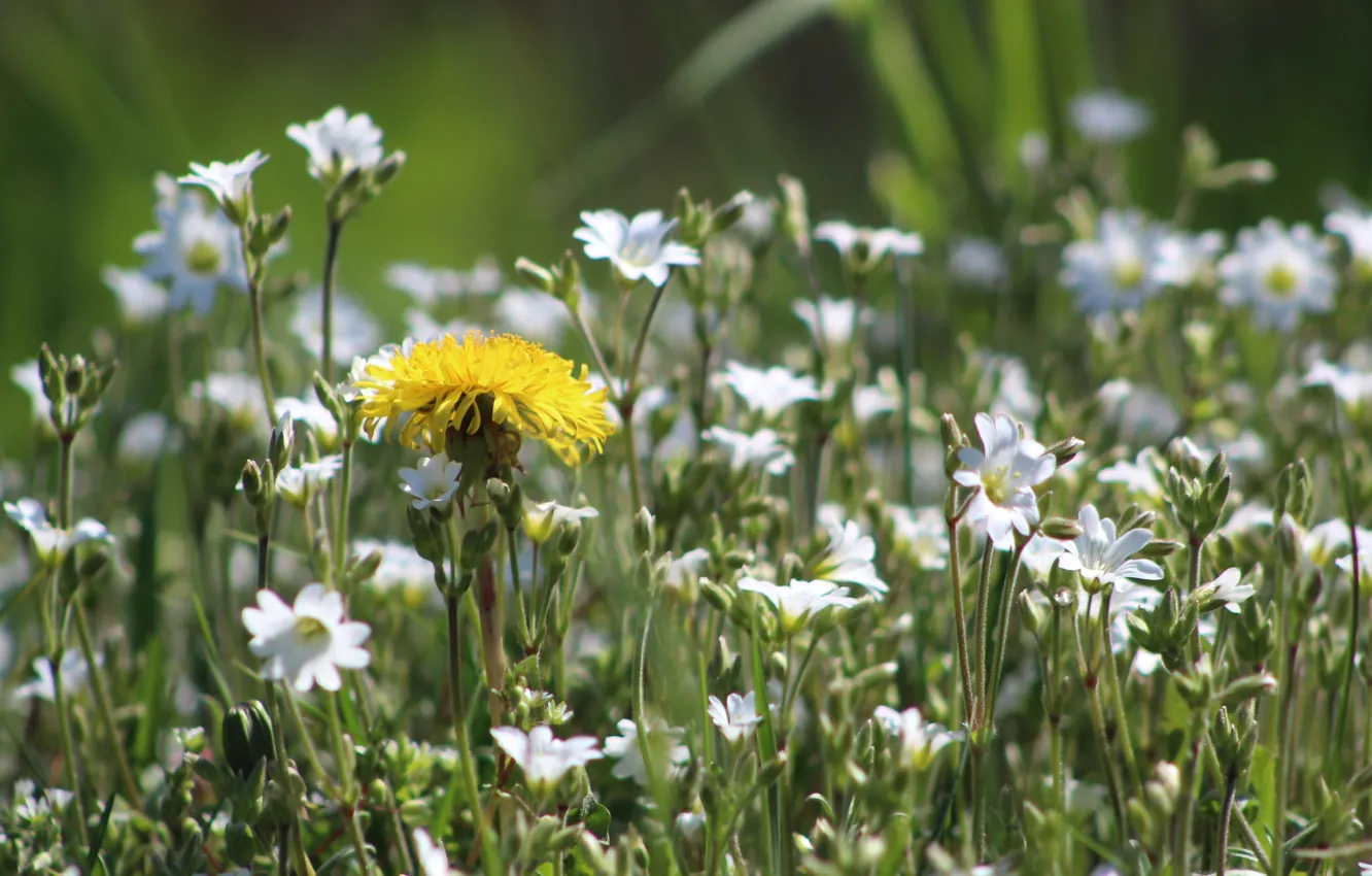 Фото обои flower, spring, meadow
