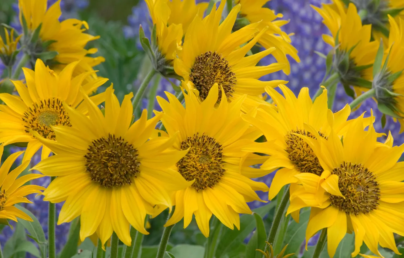 Фото обои Flowers, sunflower, yellow flower