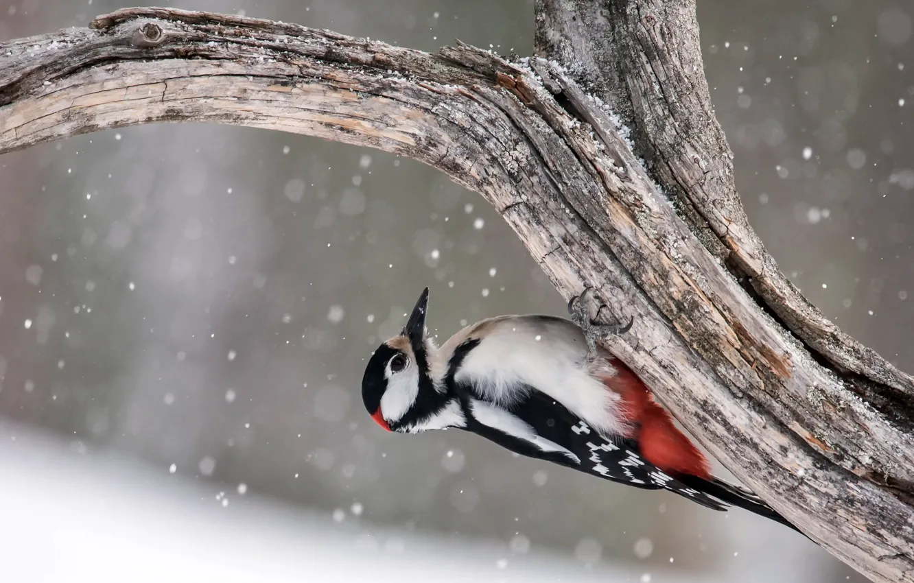 Фото обои дерево, птица, Great Spotted Woodpecker