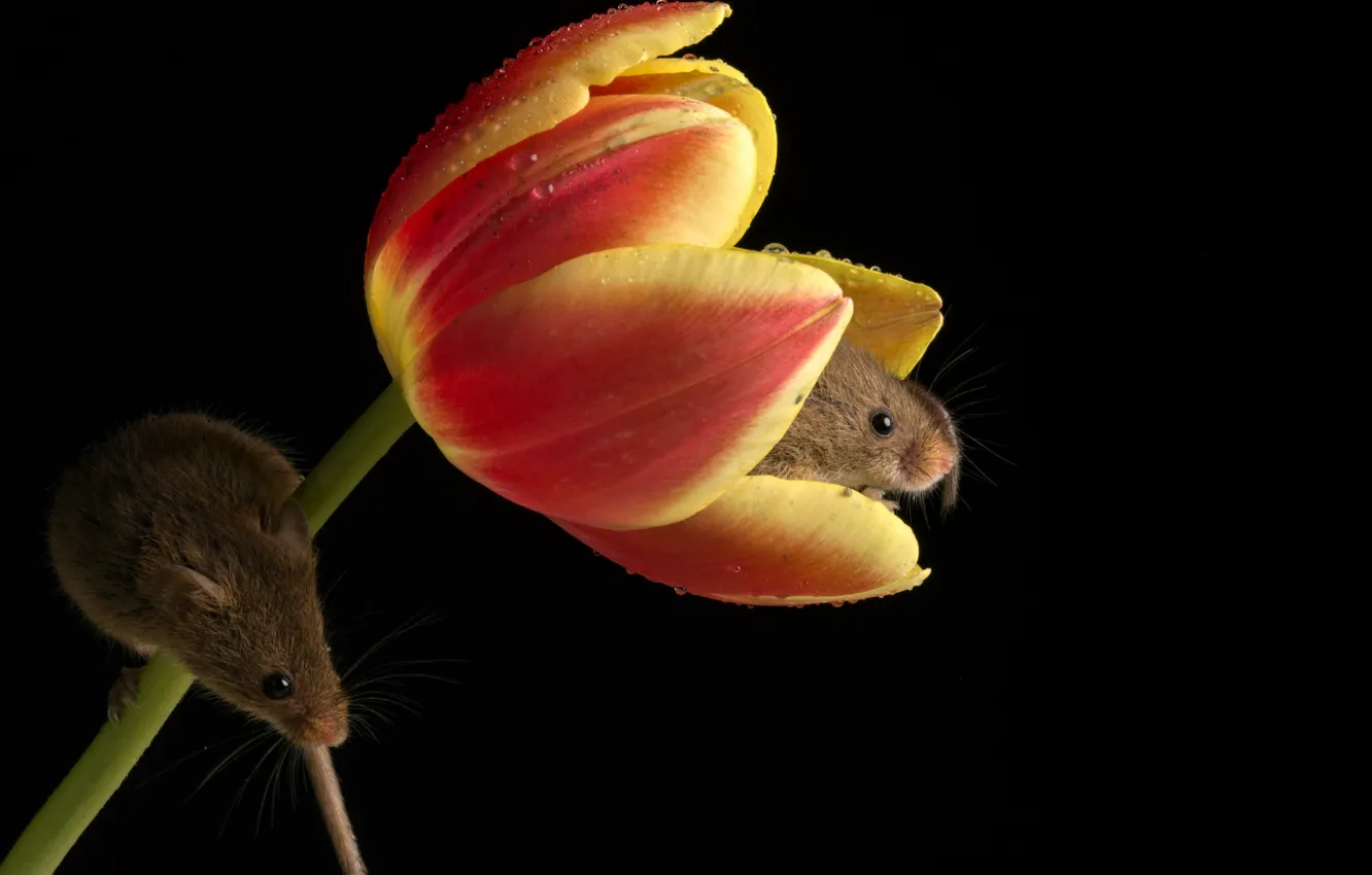 Фото обои цветок, лепестки, мышки, ьюльпаны