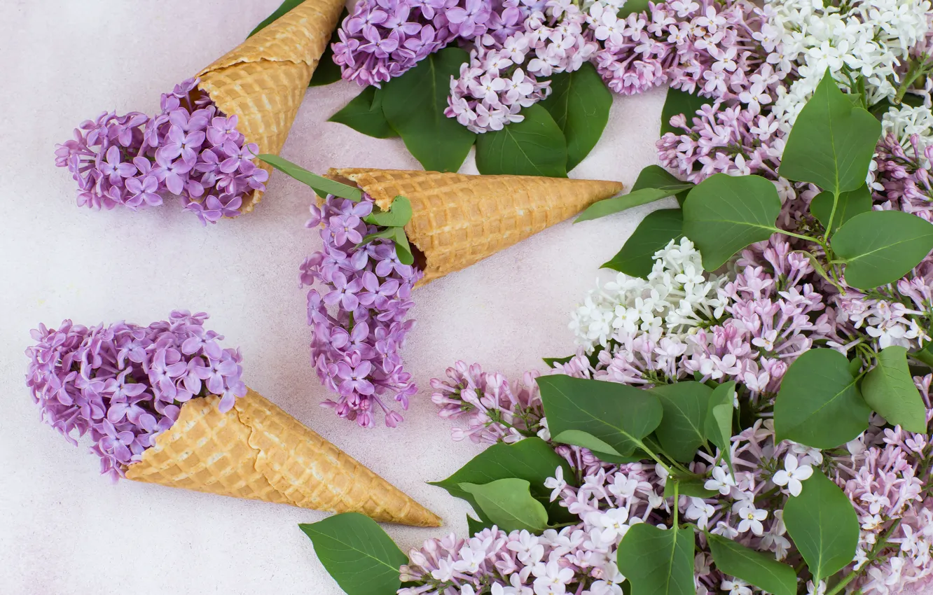 Фото обои цветы, рожок, flowers, сирень, lilac, cone