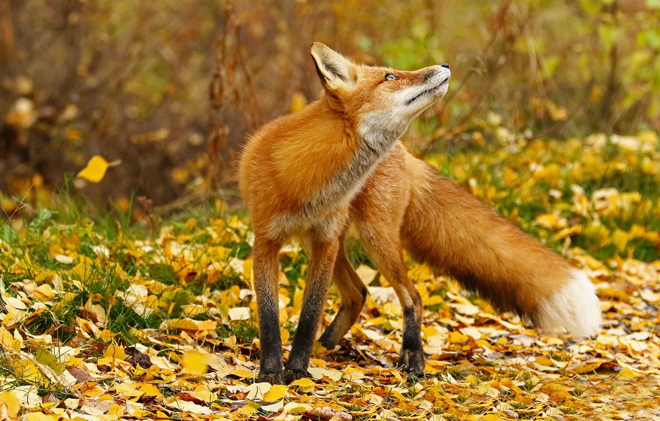 Фото обои осень, морда, листья, ветки, желтый, поза, поляна, лиса