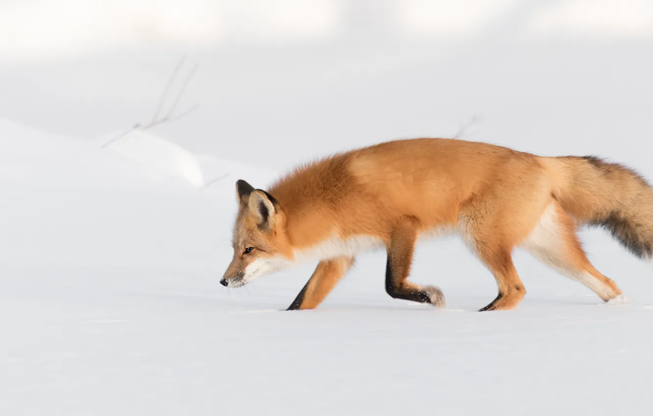 Фото обои зима, снег, природа, лиса, сугробы, профиль, рыжая, прогулка