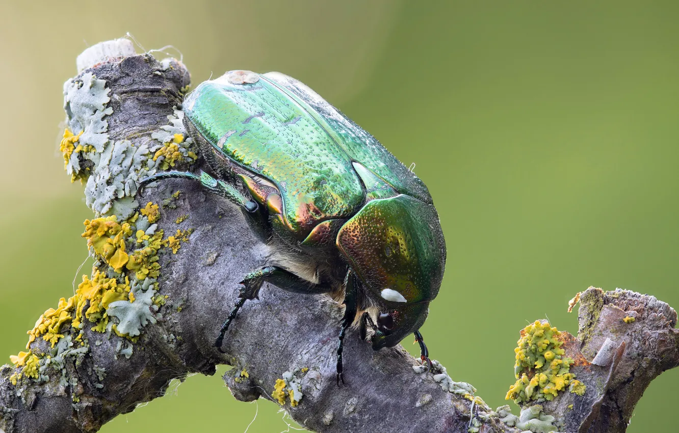 Фото обои макро, жук, насекомое