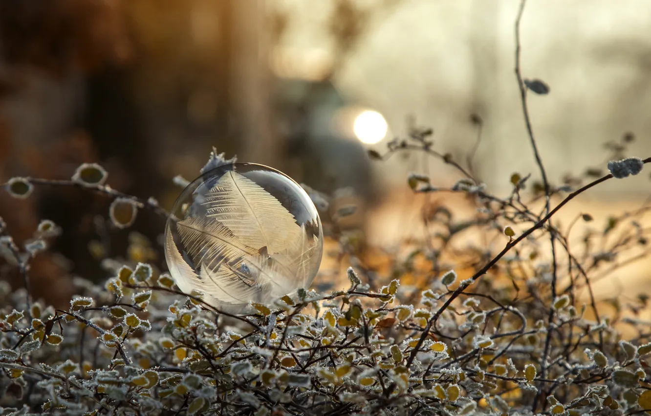 Фото обои иней, макро, ветки, шары, растение