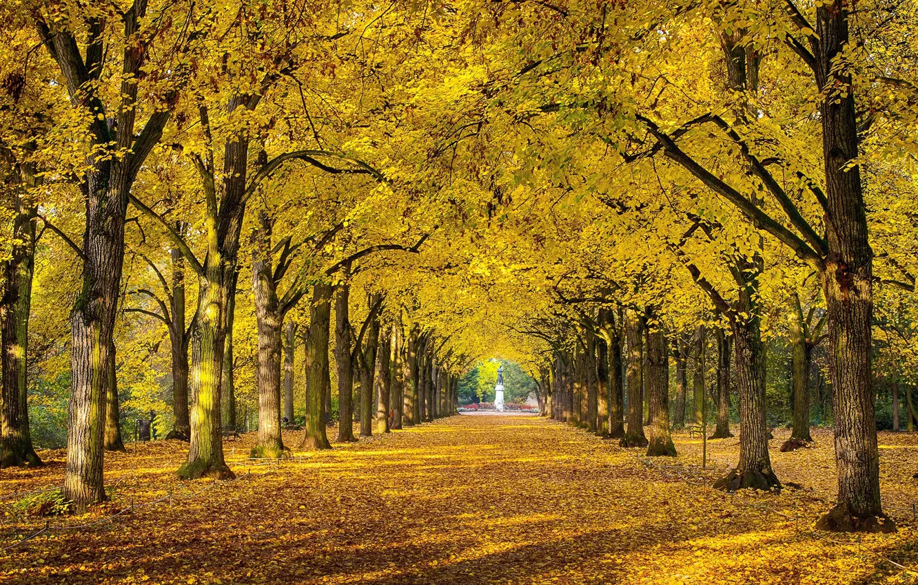 Фото обои осень, природа, парк, листва, Россия, аллея