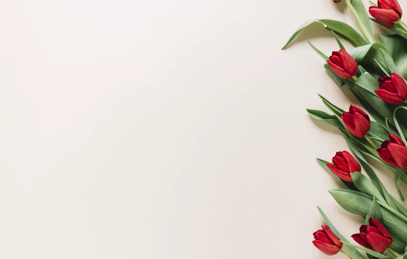 Фото обои цветы, тюльпаны, красные, red, flowers, tulips