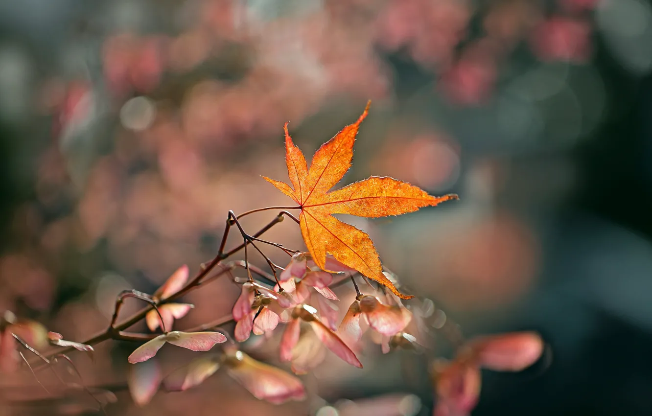 Фото обои осень, фон, листок, ветка
