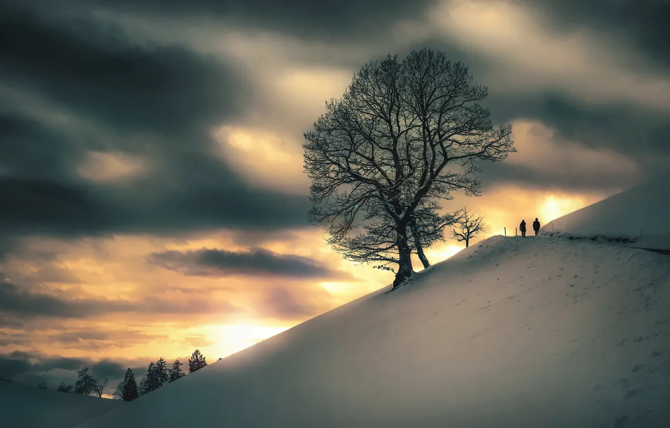 Фото обои зима, закат, дерево, гора