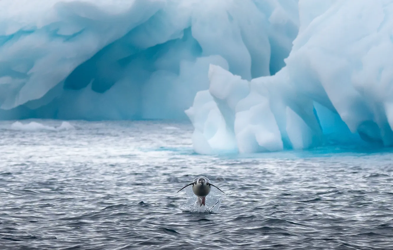 Фото обои лед, вода, брызги, пингвины, Antarctic Penguins