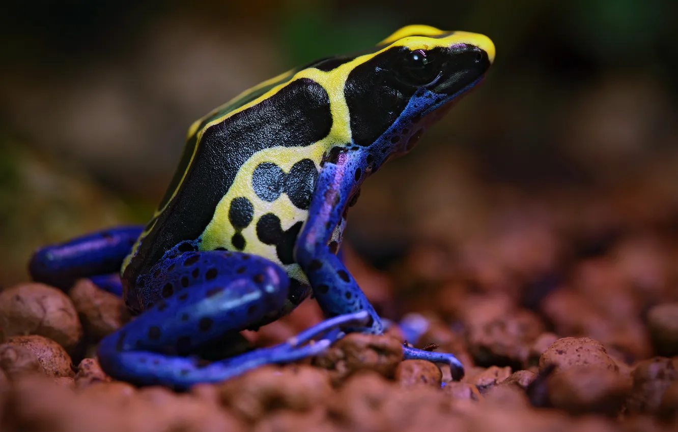 Фото обои colors, frog, poisonous