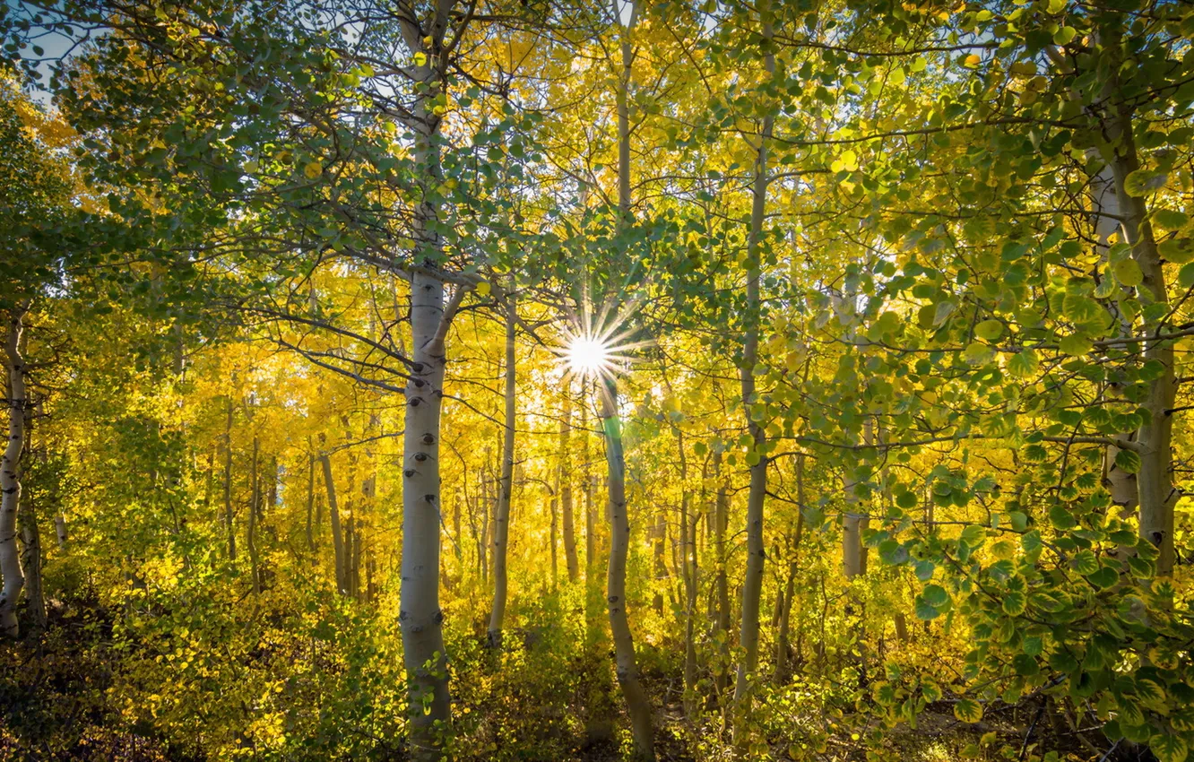 Фото обои осень, лес, природа