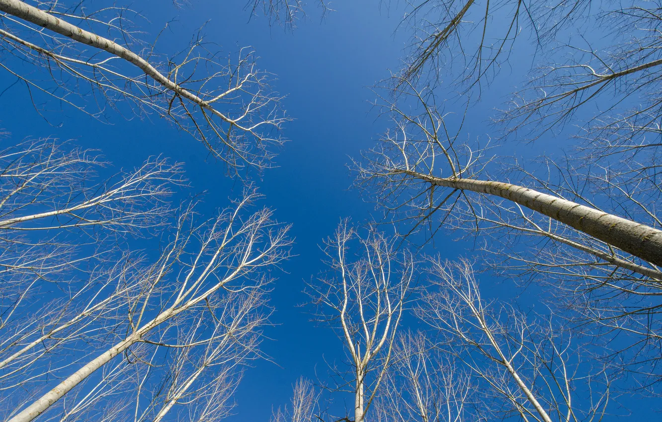 Фото обои небо, деревья, ветки, ствол