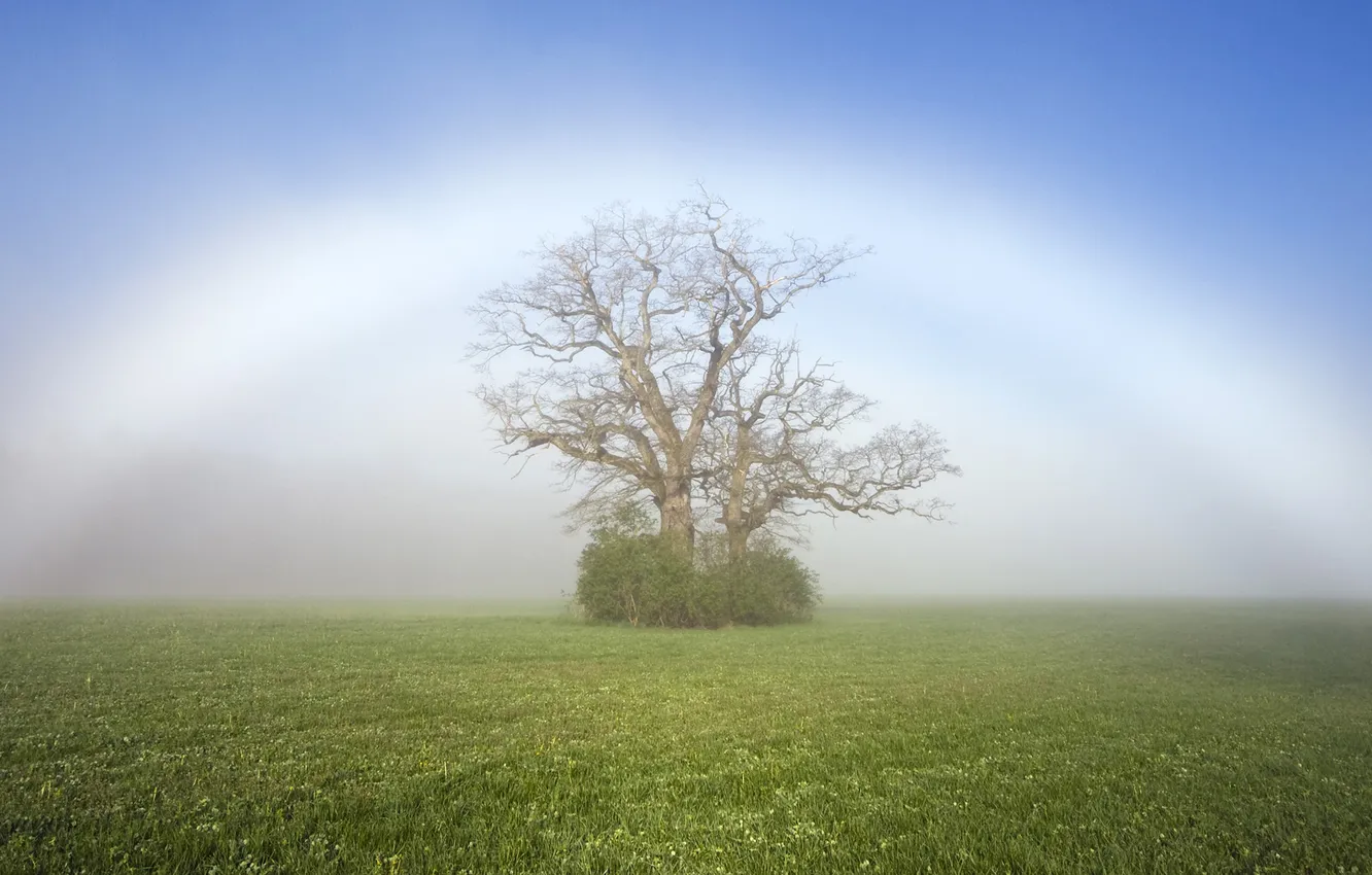 Фото обои природа, туман, дерево, поляна