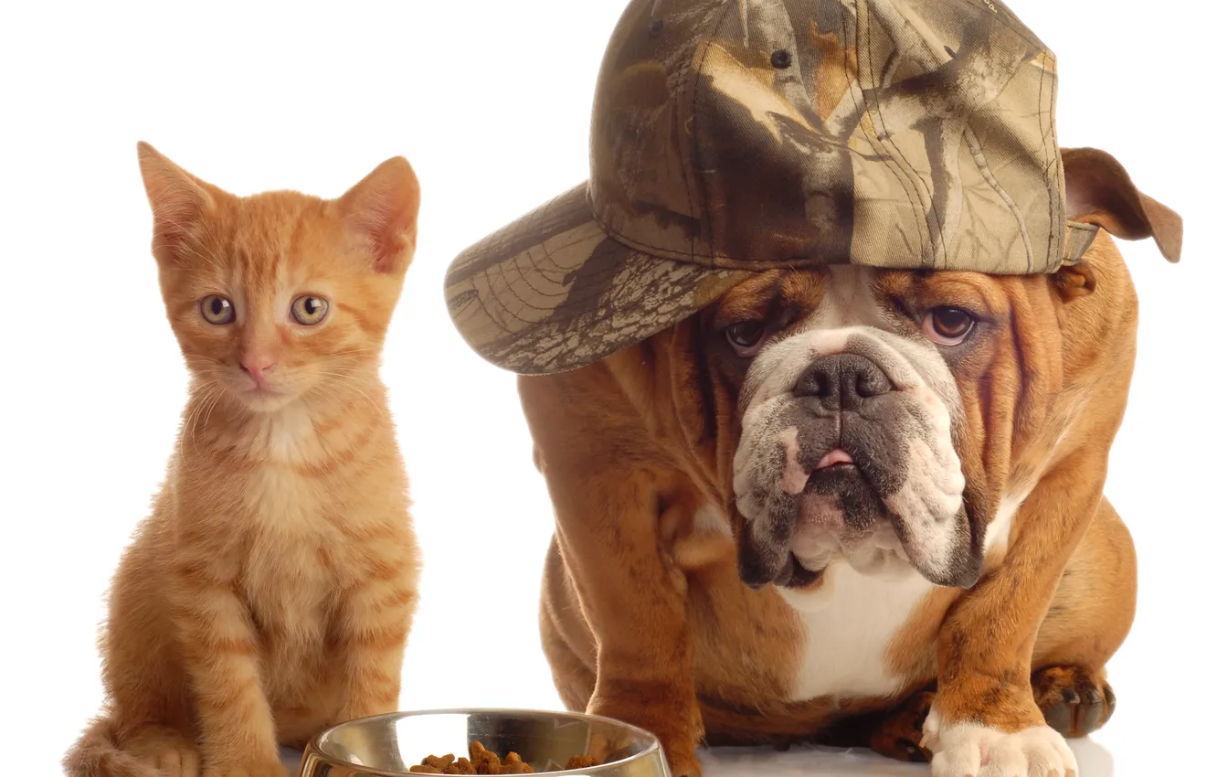 Фото обои котенок, собака, бульдог, кепка, миска