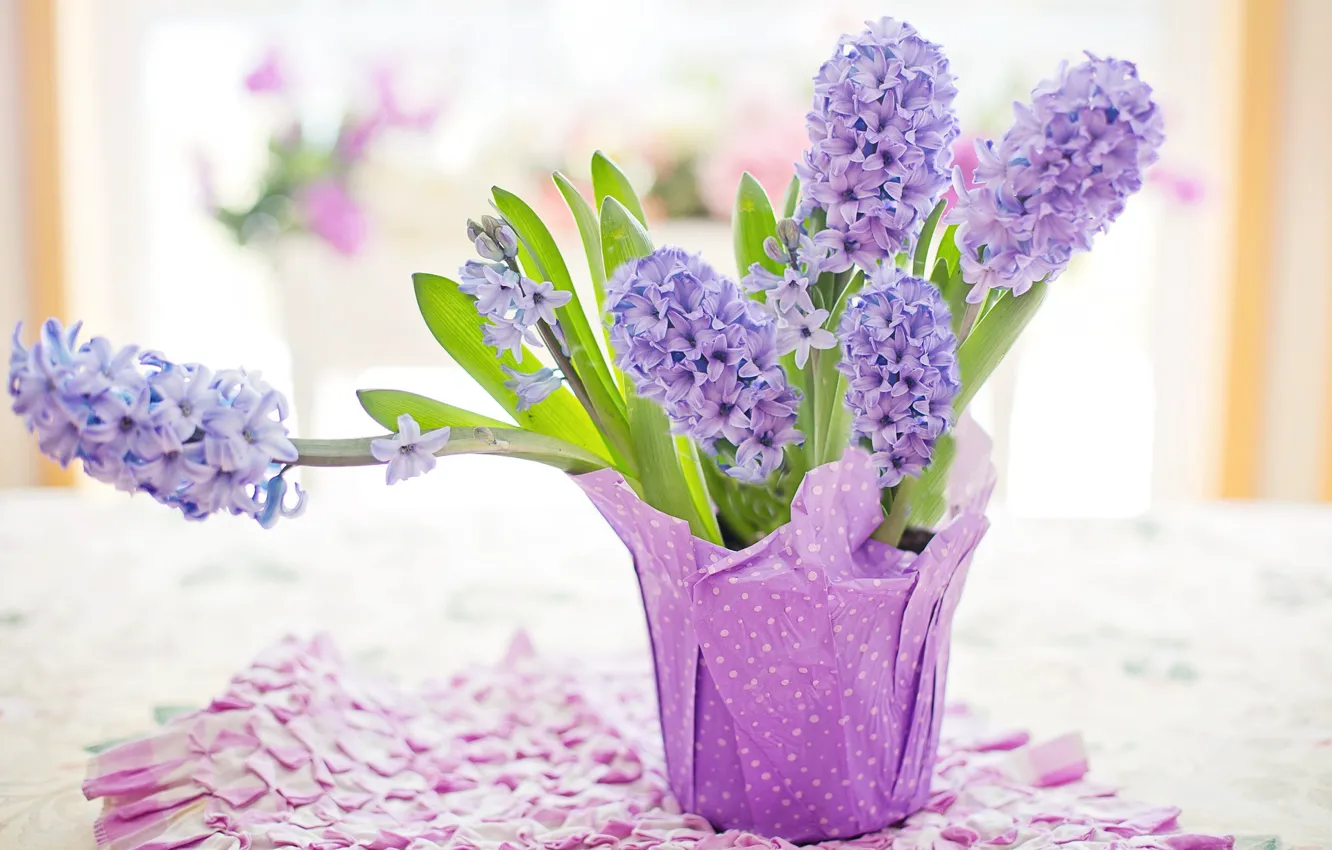 Фото обои фиолетовый, природа, весна, пастель, гиацинт