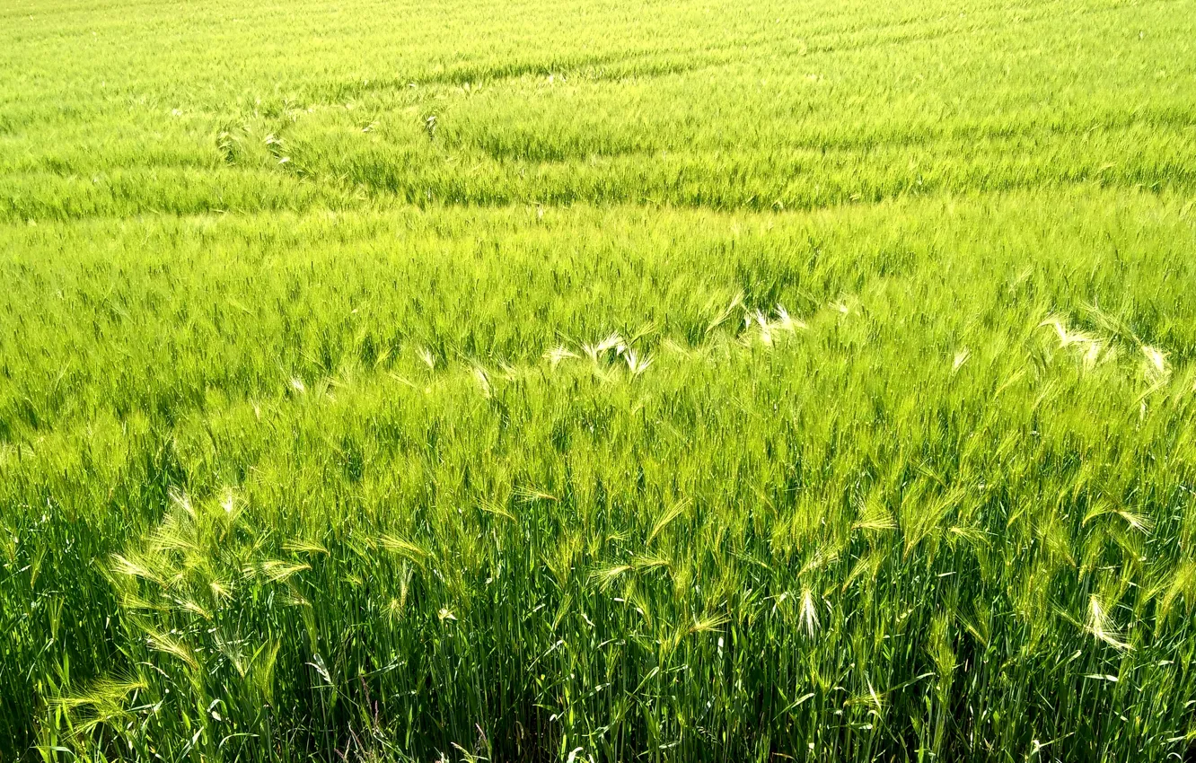 Фото обои may, trees, field, spring, switzerland, harvest, agriculture, grainfield
