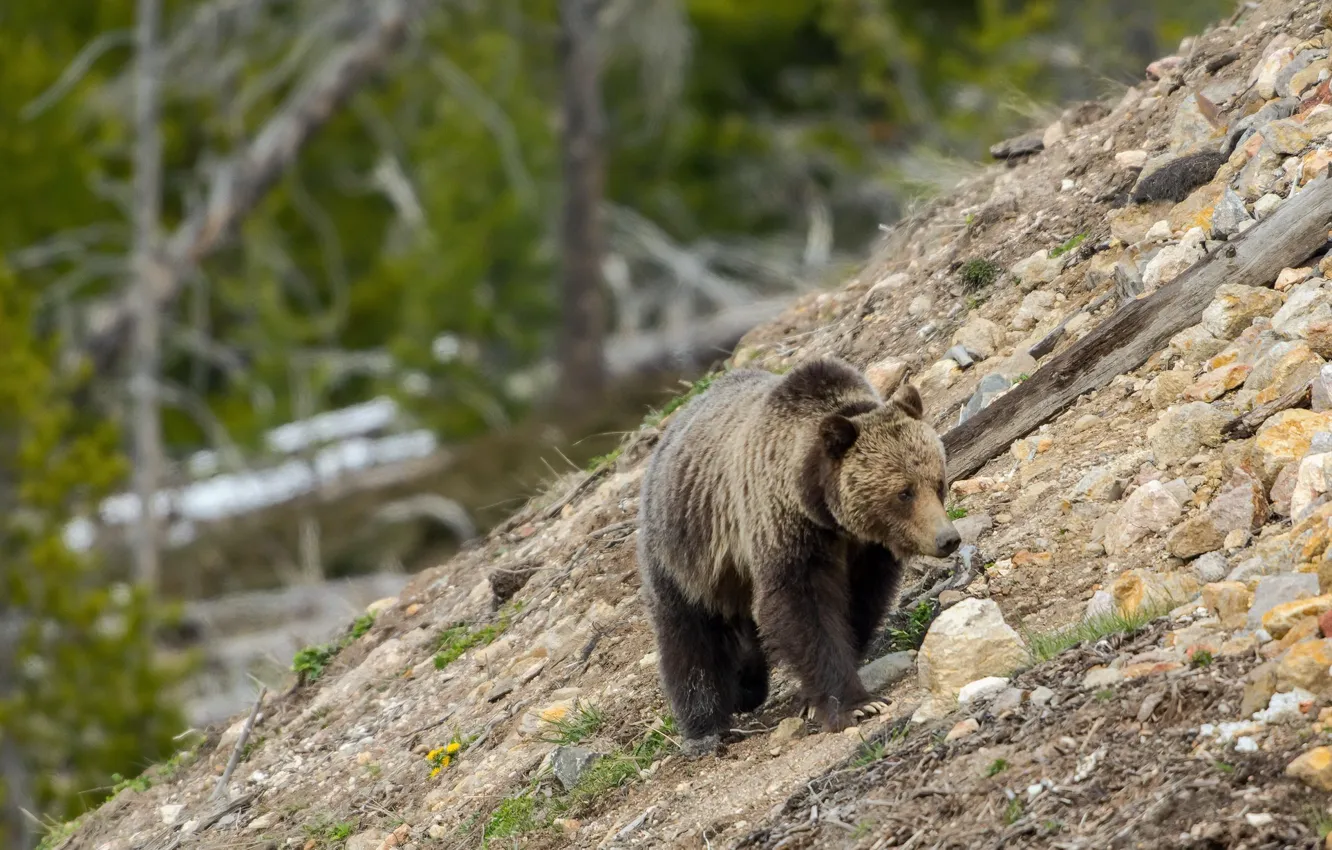 Фото обои природа, медведь, Grizzly