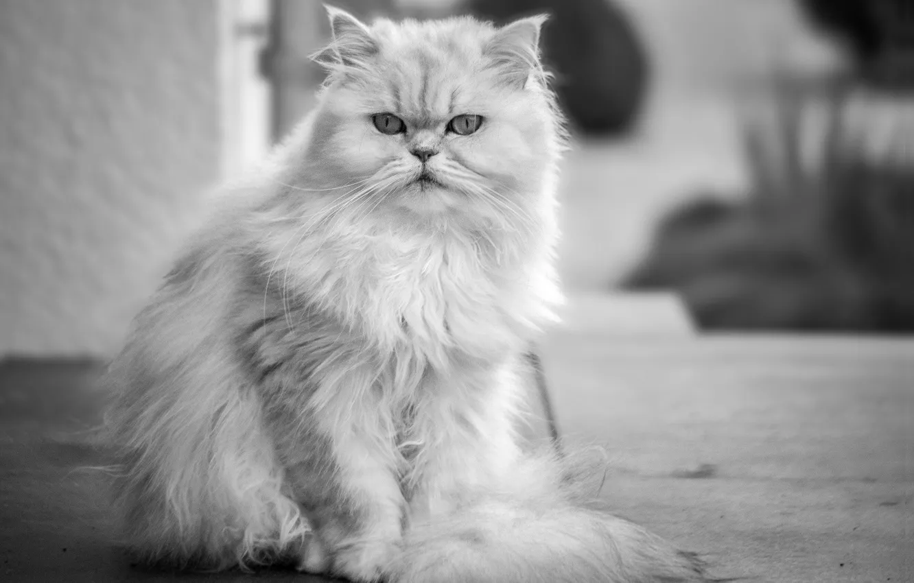 Фото обои кошка, взгляд, шерсть