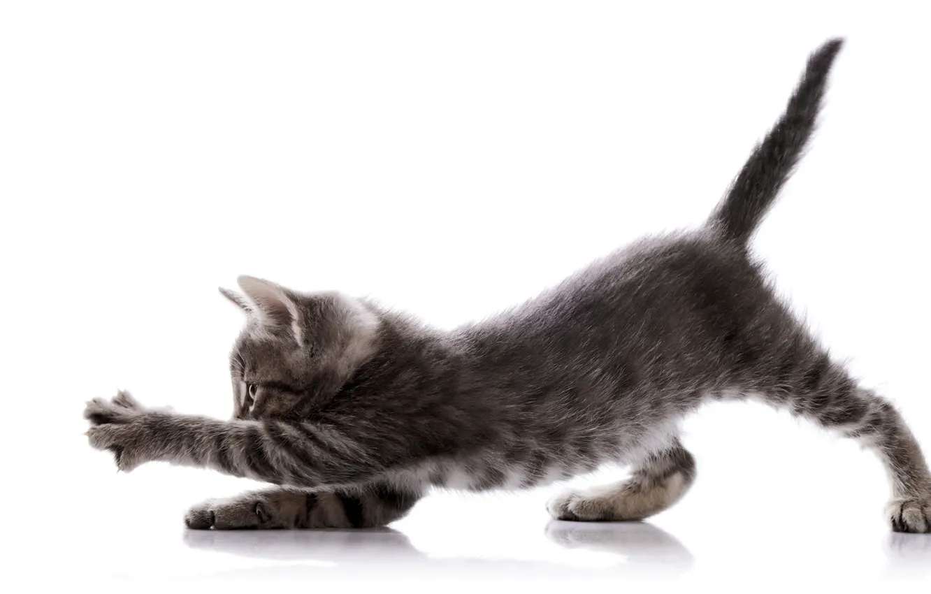 Фото обои игра, белый фон, котёнок