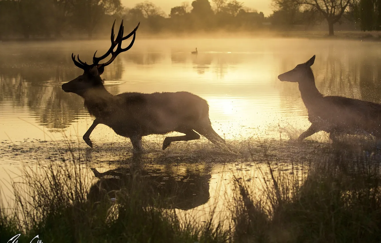 Фото обои озеро, утро, дымка, олени